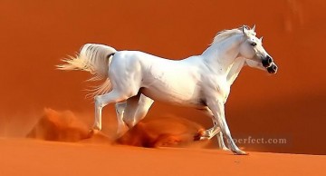 動物 Painting - 砂漠の白い馬